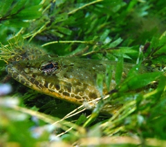 Platycephalus laevigatus