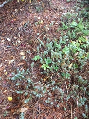 Petrosedum rupestre