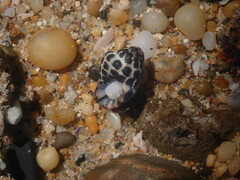 Tenguella marginalba