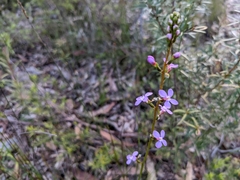 Stylidium graminifolium