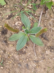 Plantago