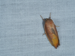 Ptyoptila matutinella