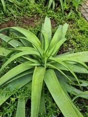 Aloe