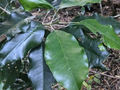 Sarcomelicope simplicifolia