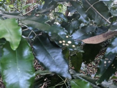 Sarcomelicope simplicifolia