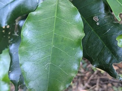 Sarcomelicope simplicifolia