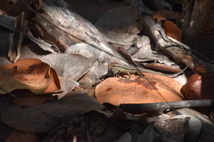 Ameiva praesignis