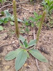 Plantago