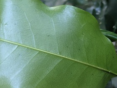 Sarcomelicope simplicifolia