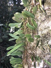 Microgramma squamulosa