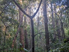 Sarcomelicope simplicifolia