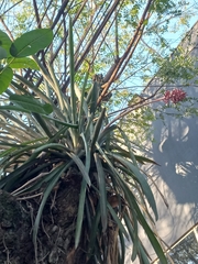 Aechmea distichantha