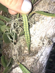 Microgramma squamulosa