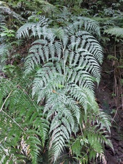 Pteris pallens