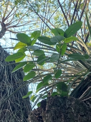 Aechmea distichantha