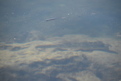 Sphoeroides testudineus