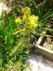Bulbine frutescens