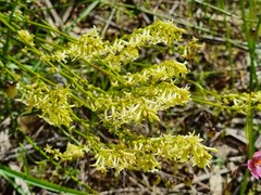 Stackhousia aspericocca