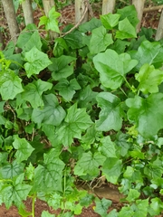 Delairea odorata