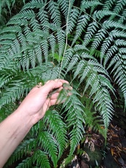 Pteris pallens
