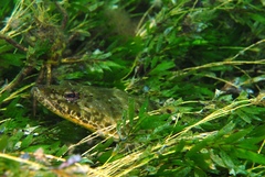 Platycephalus laevigatus