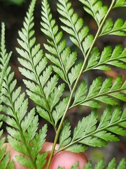Pteris pallens