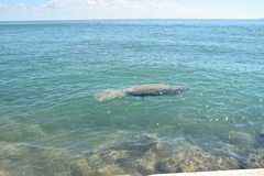 Trichechus manatus latirostris