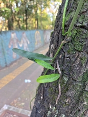 Microgramma squamulosa