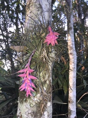Tillandsia stricta