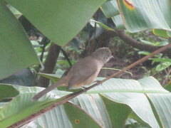 Pycnonotus