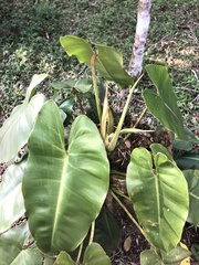 Philodendron loefgrenii