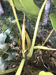 Philodendron loefgrenii