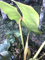 Philodendron loefgrenii