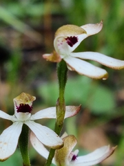 Caladenia cucullata