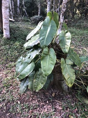 Philodendron loefgrenii
