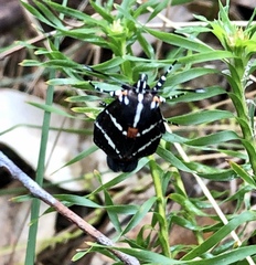 Hecatesia fenestrata