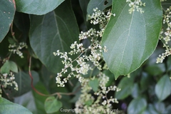 Reynoutria multiflora