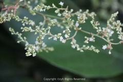 Reynoutria multiflora