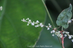 Reynoutria multiflora