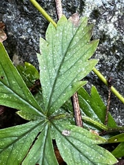 Potentilla simplex
