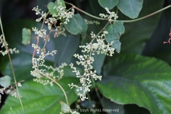 Reynoutria multiflora