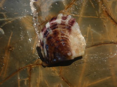 Electroma