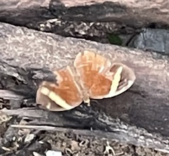 Satyrinae