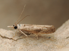 Culladia hastiferalis
