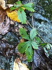 Potentilla simplex