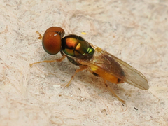 Microchrysa flaviventris