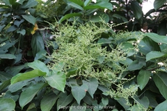 Reynoutria multiflora