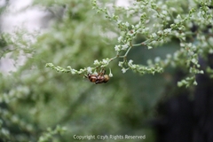 Reynoutria multiflora