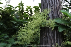 Reynoutria multiflora