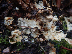 Merulius tremellosus